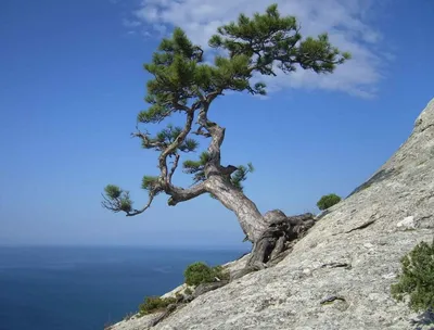 🌱 Семена Сосна Крымская Фиолент, Семена, 25 шт. Цена от 350 руб. В наборе  качественные семена, инструкция и советы по проращиванию дерева дома.  Купить с доставкой и онлайн оплатой. - интернет-магазин Лесландия