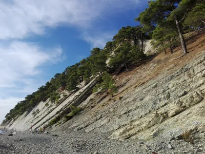 Сосна Крымская (Pinus Pallasiana) - КедровЪ ГрадЪ - питомник растений