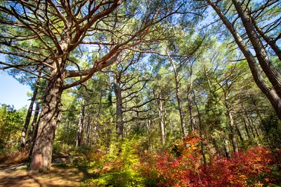 Сосна — WikiForest