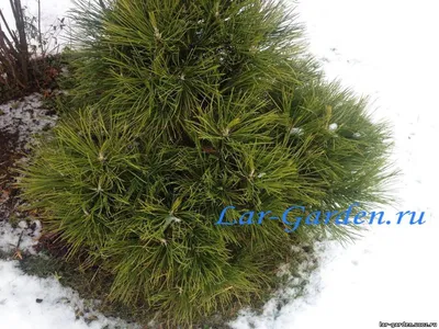 Сосна черная Спилберг, Pinus niigra Spielberg С12 h60 | САД ПОЛТАВИ