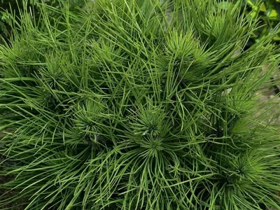 Сосна чёрная австрийская Спилберг (Pinus nigra Spielberg) C5  (ID#123740344), цена: 100 руб., купить на Deal.by
