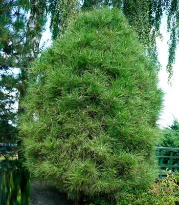 Сосна черная Спилберг. (Pinus nigra Spielberg) С15 купить в  интернет-магазине ЦВІТСАД с доставкой по Украине