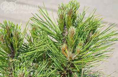 Сосна чёрная Спилберг~Pinus nigra Spielberg — Садовые неприхотливые  многолетники, декоративные деревья и кустарники, купить.