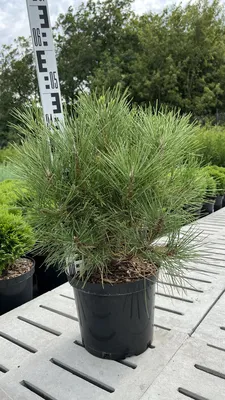 Сосна горная Саншайн, Pinus mugo Sunshine С5/h40см | САД ПОЛТАВИ