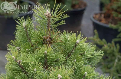 Сосна на штамбе Мария Брегон, Pinus nigra 'Marie Brégeon' h 50-60см, d  25-30см | САД ПОЛТАВИ