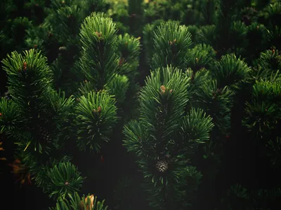 Купить сосна черная spielberg деревья и растения - Крымский питомник Гавриш