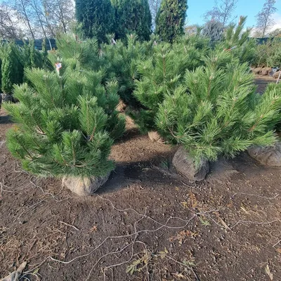 Сосна черная Спилберг (Pinus nigra Spielberg ) (ID#1054343751), цена: 400  ₴, купить на Prom.ua