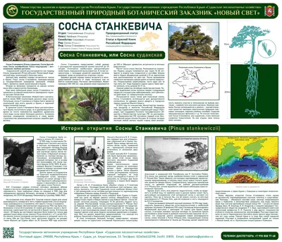 Сосна Станкевича в Новом Свете | Пикабу