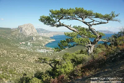 Сосна Станкевича - крымский реликт. | Новости курортов Крыма