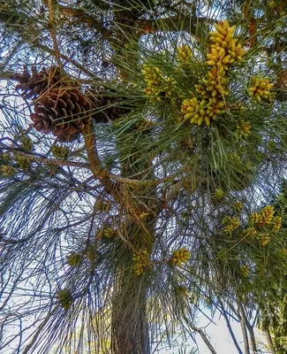 Сосна Станкевича на мысе Капчик. Фотография. Альбом: Тропа Голицына в  поселке Новый Свет / РусКомпас