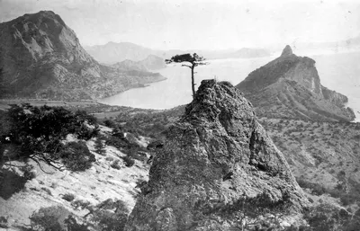 Та самая / Уж сколькими фотографами была запечатлена эта весьма  фотогеничная сосна Станкевича, растущая на крутом скальном склоне пика  Космос в окрестностях Нового Света в Крыму Вот и я сподобился, побывав в