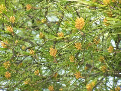 Сосна Станкевича 💚 одно из самых прекрасных хвойных деревьев в Крыму!  Pinus bruita var. stankewiczi является.. | ВКонтакте