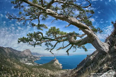 Сосна Судакская, Станкевича. Ботанический заказник. Крым Судак. Фото