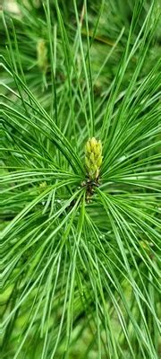 Как цветет сосна обыкновенная (Pinus sylvestris) | Природа в объективе |  Дзен