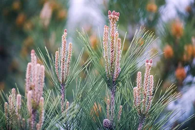 Как цветет сосна обыкновенная (Pinus sylvestris) | Природа в объективе |  Дзен