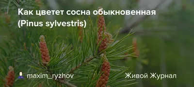 Цветёт сосна / Охотничьи фото: Природа / Сибирский охотник