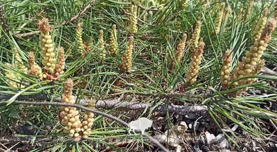 Как цветет сосна обыкновенная (Pinus sylvestris) | Природа в объективе |  Дзен