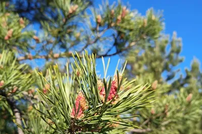 Как цветет сосна обыкновенная (Pinus sylvestris)