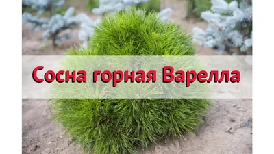 Купить Сосна Горная Муго варелла 35/-100/ в питомнике в Москве.  Интернет-магазин саженцев Садовый центр № 1