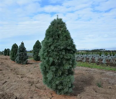 Сосна Веймутова Фастигиата (Fastigiata) купить в Киеве, цена — Greensad