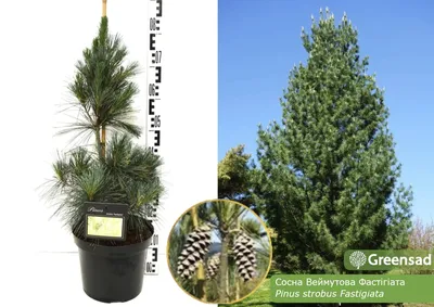 Pinus strobus 'Fastigiata' Columnar Eastern White Pine | Types of evergreen  trees, Lawn and landscape, Landscape maintenance