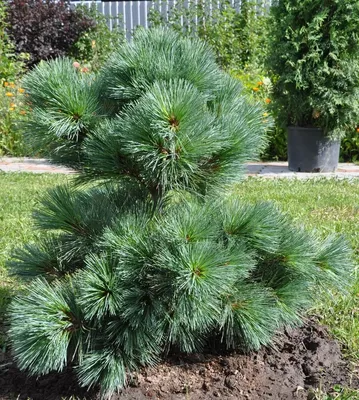 Сосна Веймутова. Описание сортов, фото и их особенности. | Feel Green | Дзен