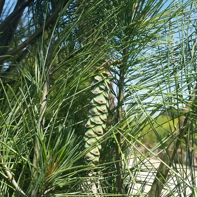 Купить Сосна веймутова \"Фастигиата\" (Pinus sylvestris 'Fastigiata') от 7  999 руб. в интернет-магазине Архиленд с доставкой почтой по Москве и в  регионы