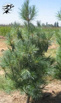 сосна веймутова pinus strobus fastigiata - Садовый центр \"ЧудоДерево\"