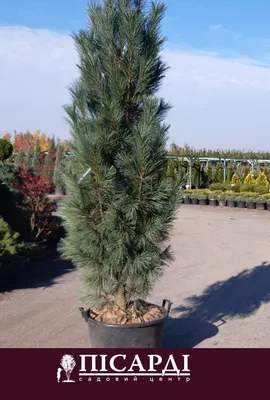 Сосна веймутова (Pinus strobus) С5 выс. 55-60 см | Питомник \"ВЫРАСТИМ  ВМЕСТЕ\"