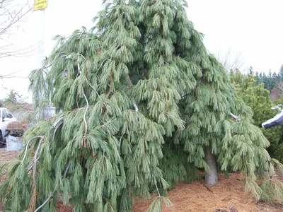 Сосна Веймутова (Pinus strobus) \"Fastigiata\"/H 120-130 см/контейнер С20 L