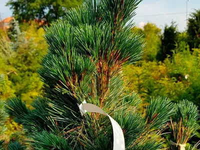 Сосна веймутова \"Fastigiata\" Pinus strobus `Fastigiata': продаж, ціна у  Золотоноша. Ялини, сосни натуральні від \"Інтернет магазин Лісовик\" -  1328583404