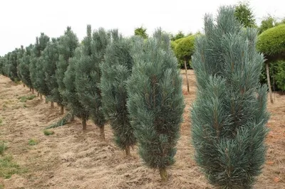 Сосна веймутова Фастигиата — Pinus strobus «Fastigiata»