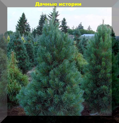 Сосна Веймутова 'Blue Shag' - Pinus strobus 'Blue Shag' - «Feel Green»