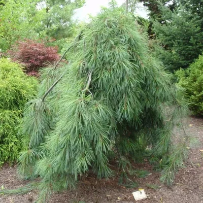 Сосна Веймутова Амерланд (Pinus monticola Ammerland) – Ваш сад