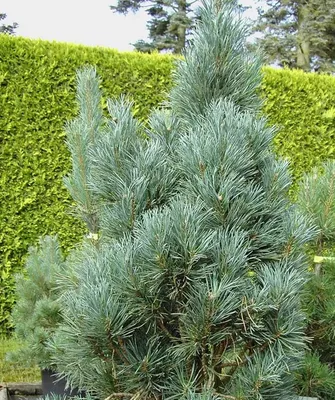 Сосна Веймутова 'Фастігіата'/ Pinus strobus 'Fastigiata', С4, 50+см.:  продаж, ціна у Дніпрі. Ялини, сосни натуральні від \"Інтернет-магазин  \"Райський Садочок\"\" - 1408878351