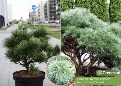 Сосна звичайна Фастігіата (Pinus sylvestris Fastigiata) купити в Києві –  Niwaki