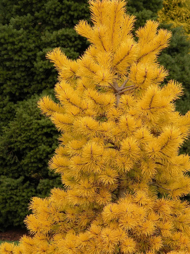Желтые елочки. Pinus Sylvestris Aurea. Сосна обыкновенная Ауреа. Сосна желтая Pinus Ponderosa.