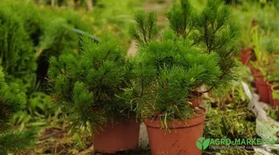 Живая изгородь из сосны. Семья в деревне! Облагораживаем участок! Как  посадить сосну. - YouTube