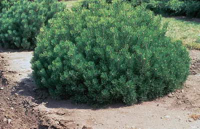 🌲 Сосна обыкновенная (Pinus sylvestris): купить по цене 8 000 руб. с  доставкой по Москве - интернет-магазин Green Dvorik