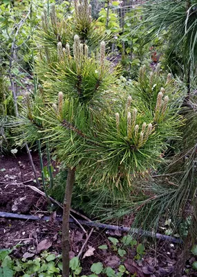 Сосна обыкновенная Extra \"Pinus sylvestris\" купить по цене 1500 рублей от  питомника саженцев и растений Центросад | Фото и консультация по уходу