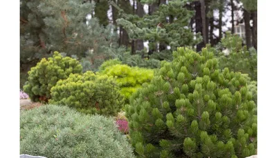 Хвойные деревья в саду гравия Bonsai сосны Стоковое Изображение -  изображение насчитывающей вырастите, украшение: 188339439