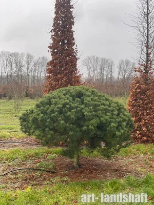 Сосна bonsai 6xv Br125-150 H125-150 364000 руб. В наличии.