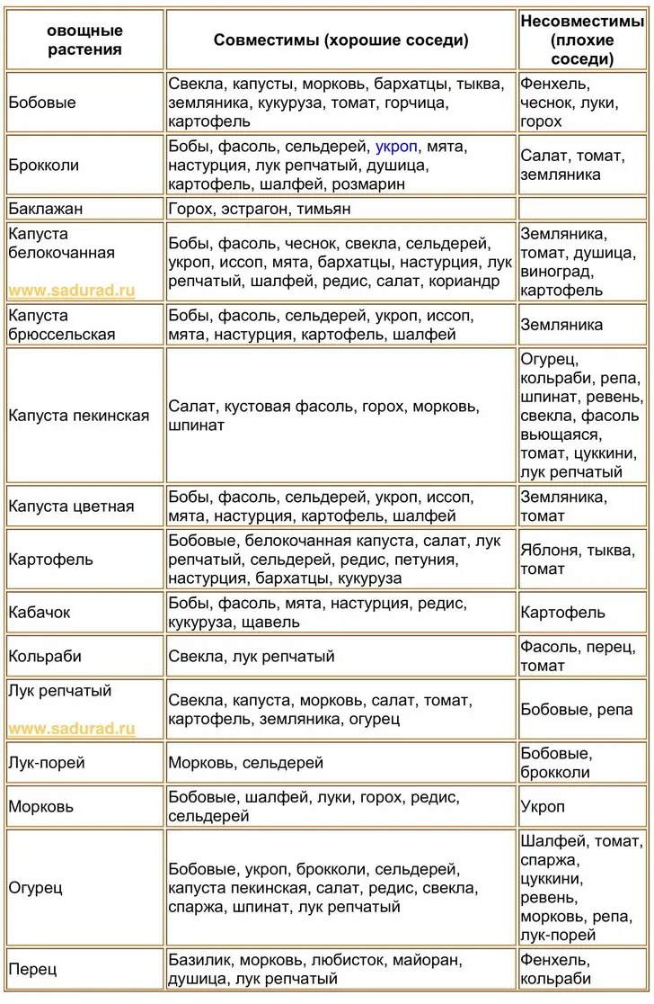 Совместимость растений на грядке фото - 81 картинка