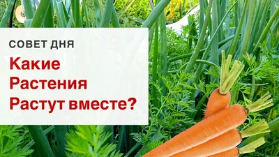 Смешанные грядки: как сэкономить место и увеличить урожай — # огни камы