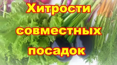 Совместные посадки овощей на грядке: примеры с фото, отзывы с форумов