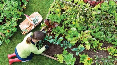 Совместимость посадки: что с чем сажать на огороде - Agro-Market