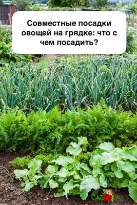 Совместные посадки овощей на грядке: что с чем посадить? | Посадка овощей,  Огородничество, Садовые деревья