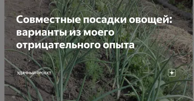 Совместные посадки овощей - полезные статьи о садоводстве от Agro-Market24