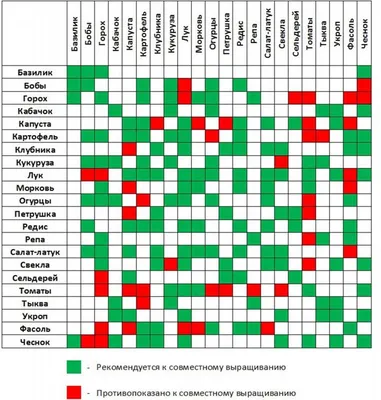 Совместные посадки овощей: варианты из моего отрицательного опыта | уДачный  проект | Дзен