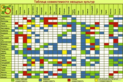 Совместные посадки овощей, советы | Дачный клуб | Дзен
